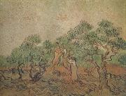 Vincent Van Gogh Olive Picking (nn04) Sweden oil painting artist